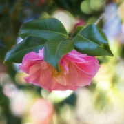 7th Mar 2021 - Pink Camellia