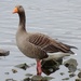 Graylag Goose by fishers