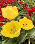 7th Mar 2021 - Tulips