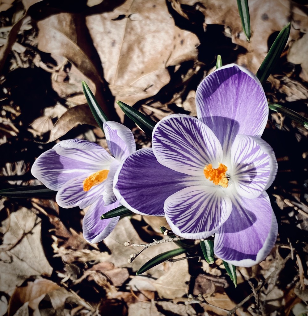 Just a Simple Crocus by calm