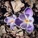 Just a Simple Crocus by calm