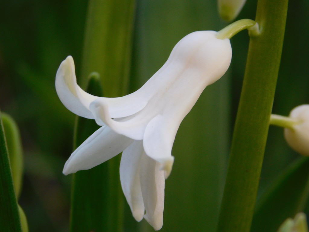 Last year's hyacinth..... by 365anne