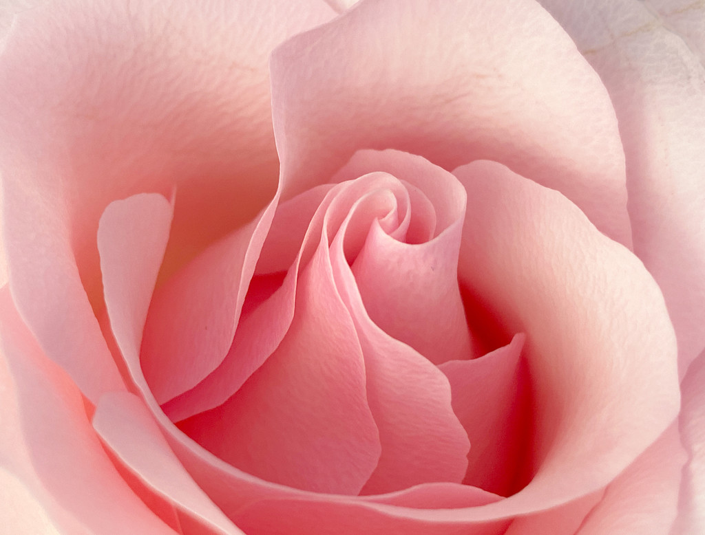  Pink Rose by sprphotos