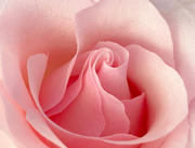 7th Mar 2021 -  Pink Rose