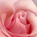  Pink Rose by sprphotos