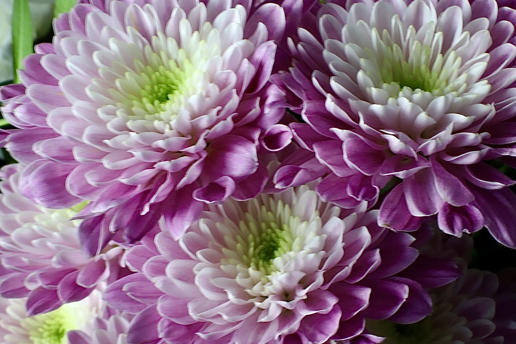 Purple Flowers  by carole_sandford