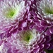 Purple Flowers  by carole_sandford
