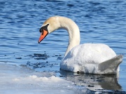 6th Mar 2021 - Mute Swan