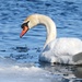Mute Swan by frantackaberry