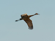 7th Mar 2021 - sandhill crane