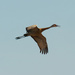 sandhill crane by rminer