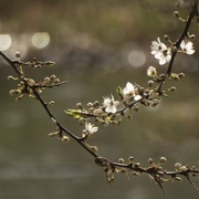 7th Mar 2021 - the earliest blossom