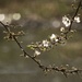 the earliest blossom by helenhall