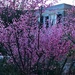 Redbud in bloom by congaree