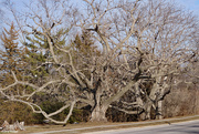 7th Mar 2021 - Very old Black Wallnut tree