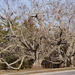 Very old Black Wallnut tree by larrysphotos