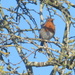 Happy robin  by speedwell