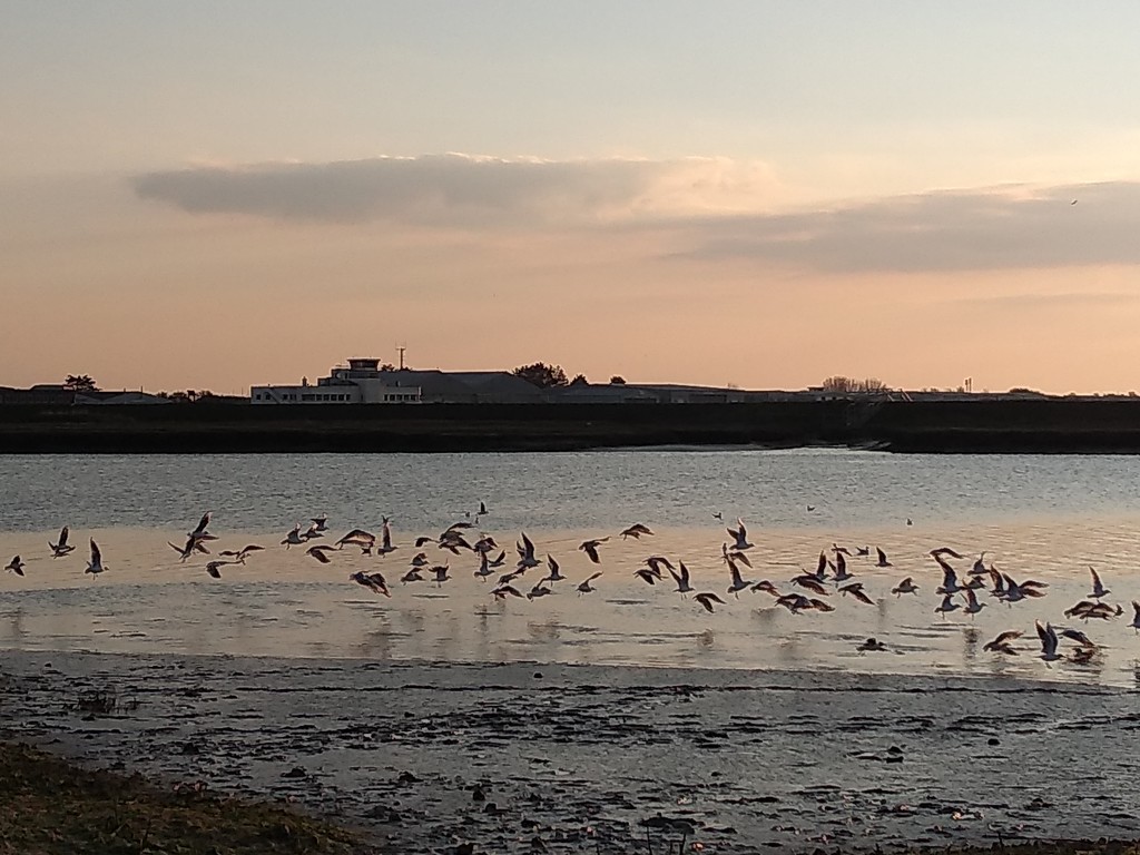 Seagulls on the River by moirab