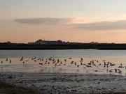 7th Mar 2021 - Seagulls on the River