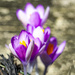 First Crocus of Spring by cwbill