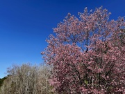 7th Mar 2021 - Spring has come to middle Georgia!