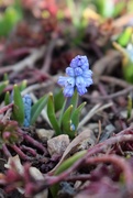 6th Mar 2021 - Hyacinth beginning to bloom