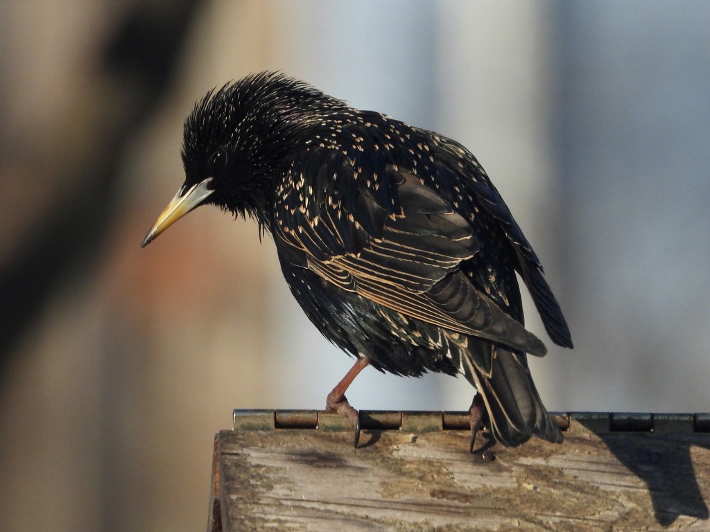 Waiting starling by amyk