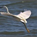 A Graceful Giant Egret Leaving our Dock by markandlinda