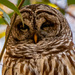 One More Owl Shot! by rickster549
