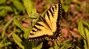 7th Mar 2021 - Eastern Tiger Swallowtail Butterfly!