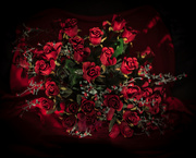 8th Mar 2021 - Who doesn't love red roses