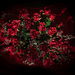 Who doesn't love red roses by suez1e