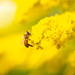 Bee by yaorenliu