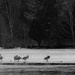 6 swans standing by edorreandresen