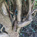 Old and Gnarled ( like me) by mumswaby