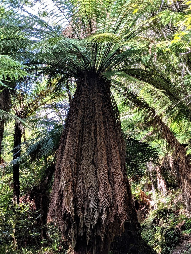 9 Majestic old fern by sandradavies