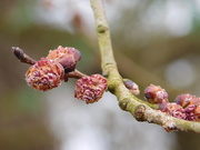 8th Mar 2021 - Spring is bursting out all over!