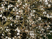 6th Mar 2021 - A host of blossom