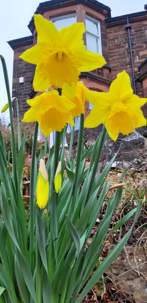 Daffodils in Anniesland by armurr