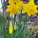 Daffodils in Anniesland by armurr