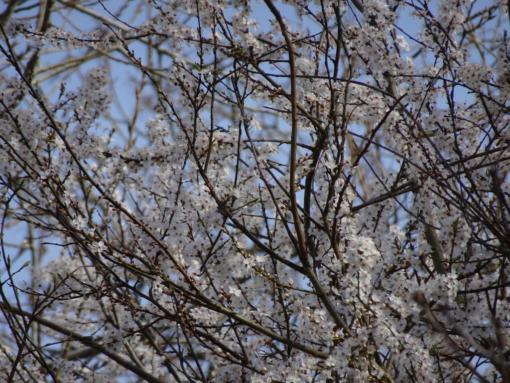 Blossom by cam365pix