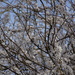 Blossom by cam365pix