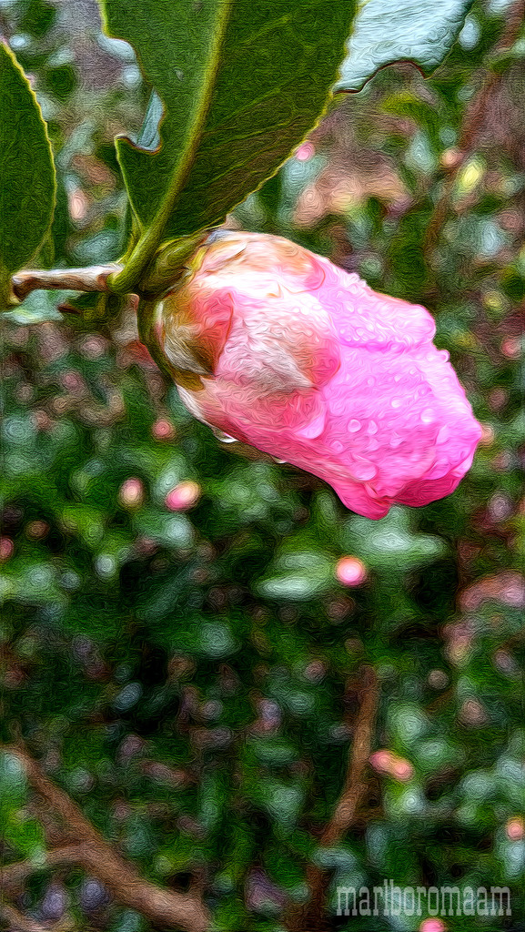 Bud in the rain... by marlboromaam