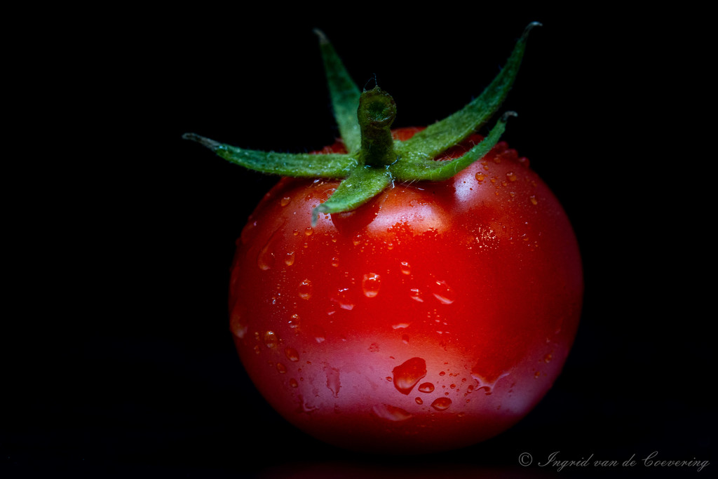 The first tomato!  by ingrid01