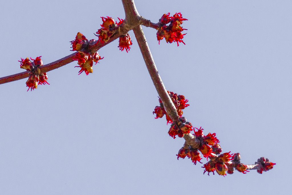 Red Buds by k9photo