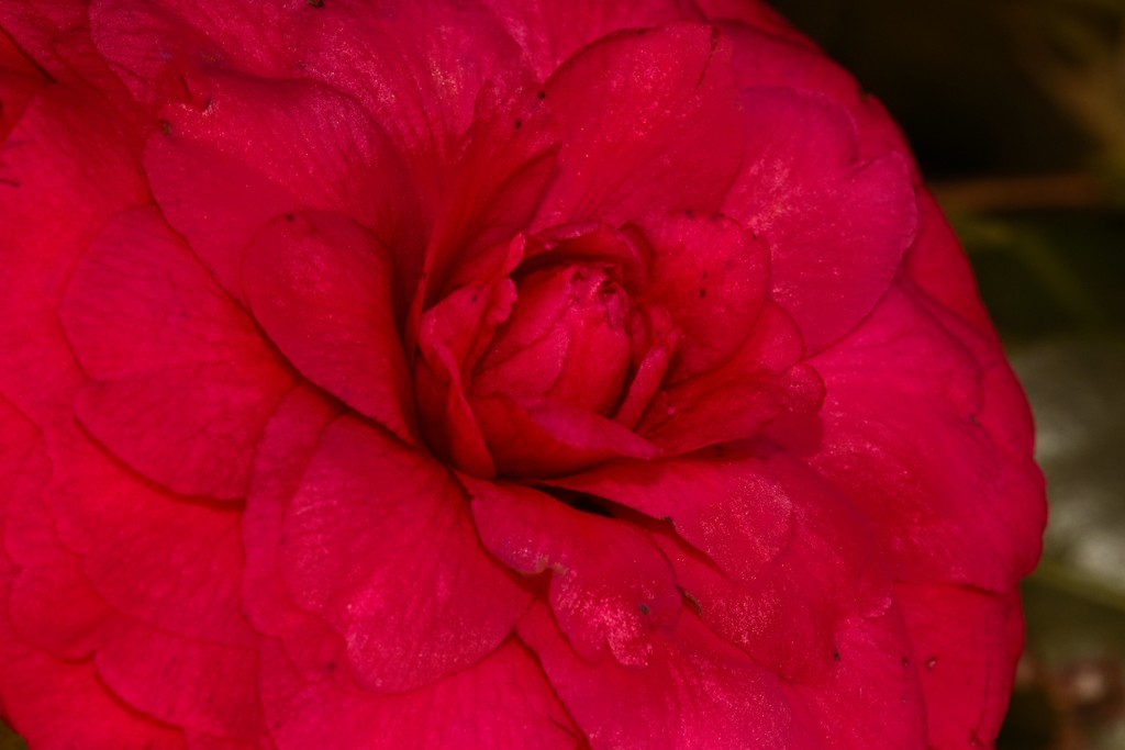 LHG_5688-Red 2 camelia by rontu