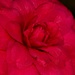 LHG_5688-Red 2 camelia by rontu