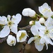 Blackthorn Blossom by fishers