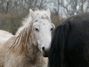 8th Mar 2021 - Why do the horses have better hairstyles than we do ?