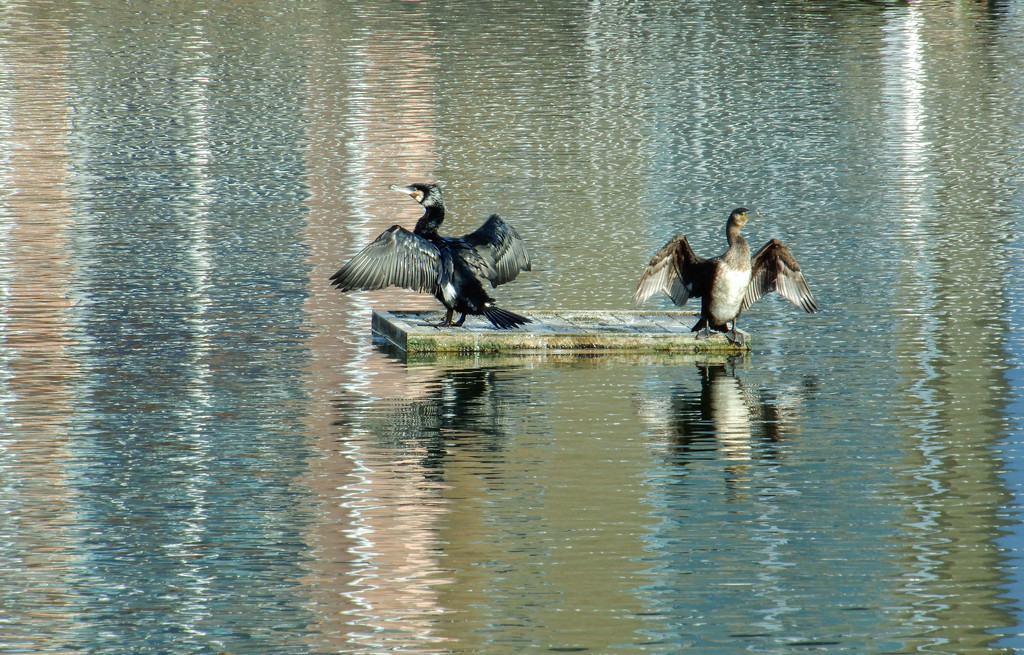Two cormorants by busylady